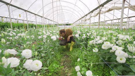 White-Rose-Production-in-the-Greenhouse.